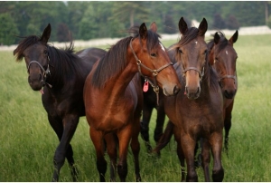 horses