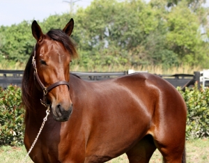 Gran Cavalla