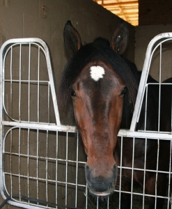 Coco Lindy